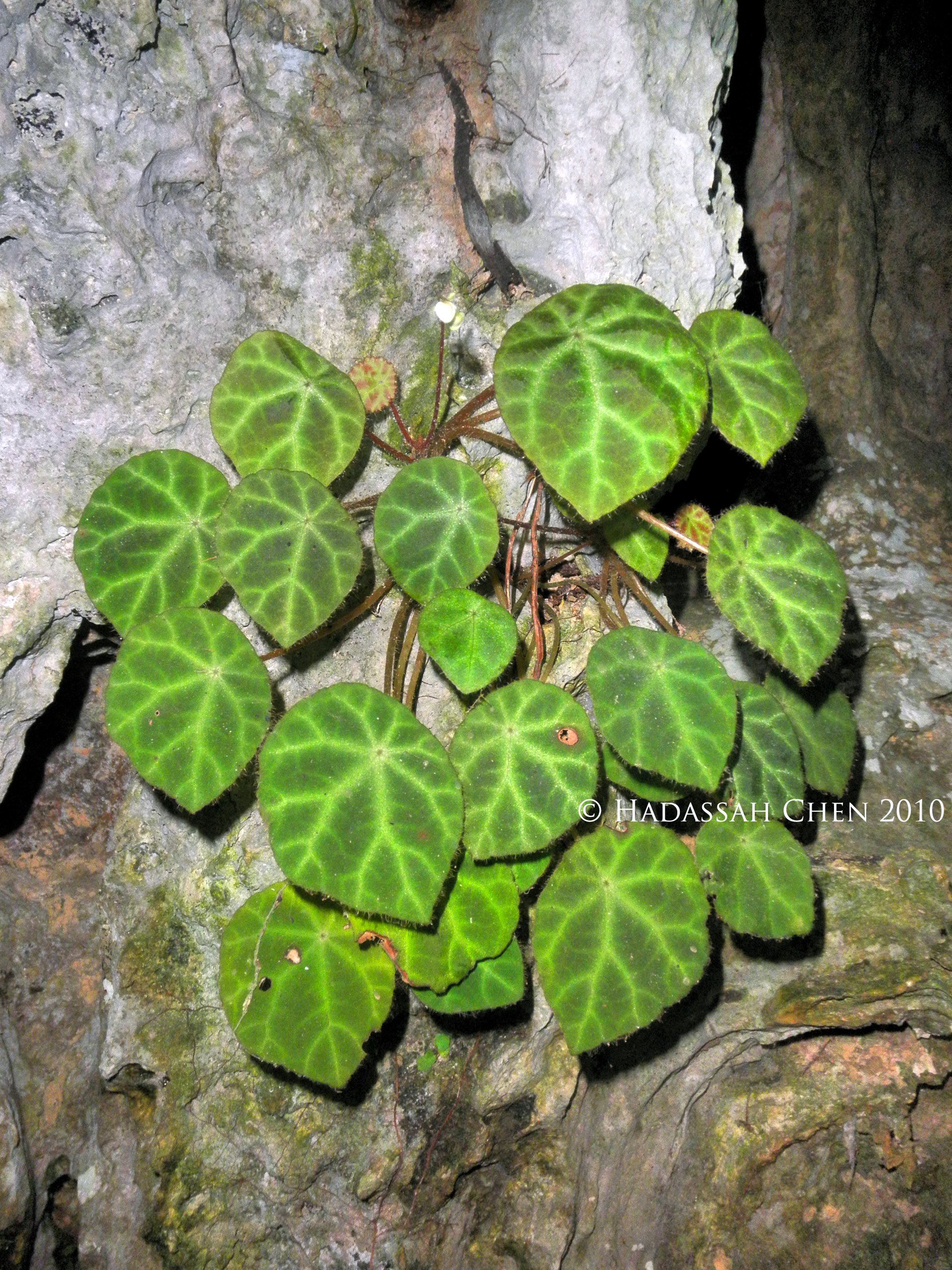 B. ignorata